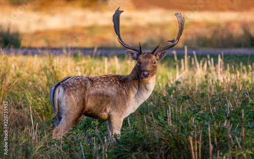 Fallow Deer Stag Pictured In The UK photo
