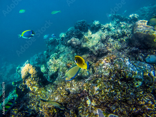 Lot of colorful fish on the coral reef, Maldives.