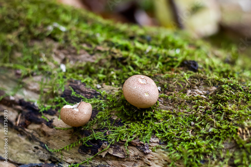 Nibbled mushrooms