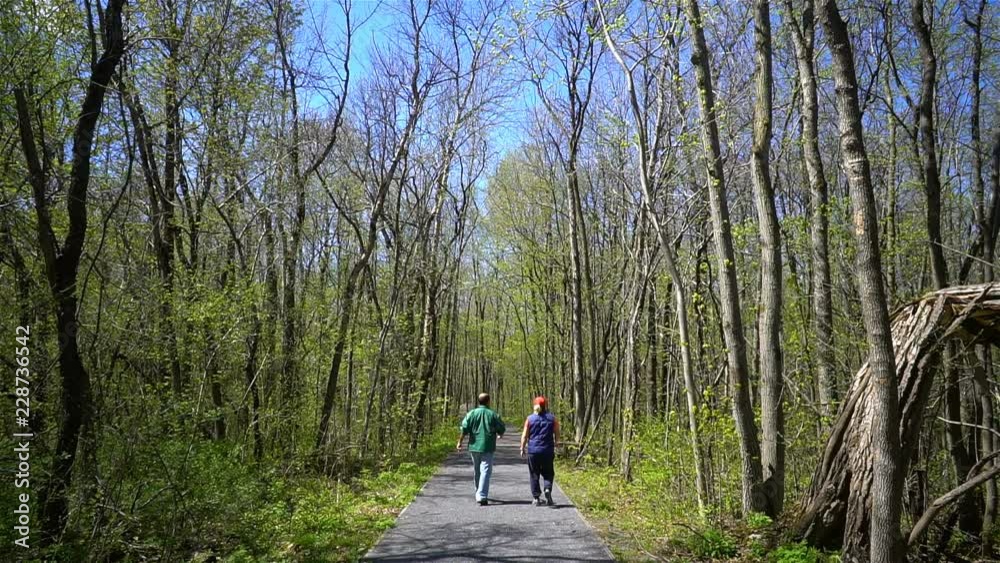 Forest Trees Blossoming During Spring Season in Quebec, Canada Forest Trees Blossoming During Spring Season in Quebec, Canada