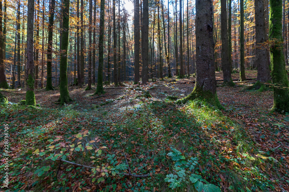 Obraz premium Herbstlicher Wald