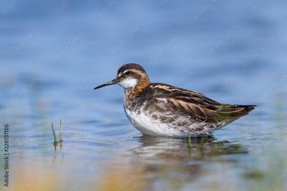 Red-necked Phalarope - Phalaropus lobatus, small wader from North European water shores, Shetlands, UK. Red-necked Phalarope - Phalaropus lobatus, small wader from North European water shores, Shetlands, UK.