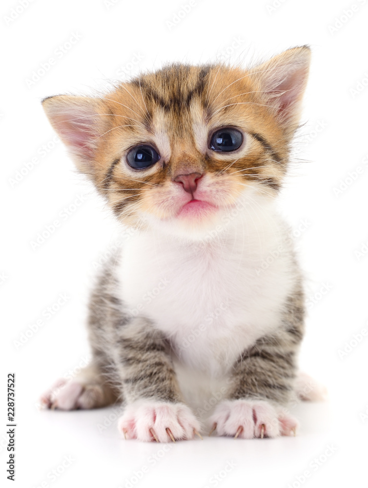 Obraz premium Small brown kitten.