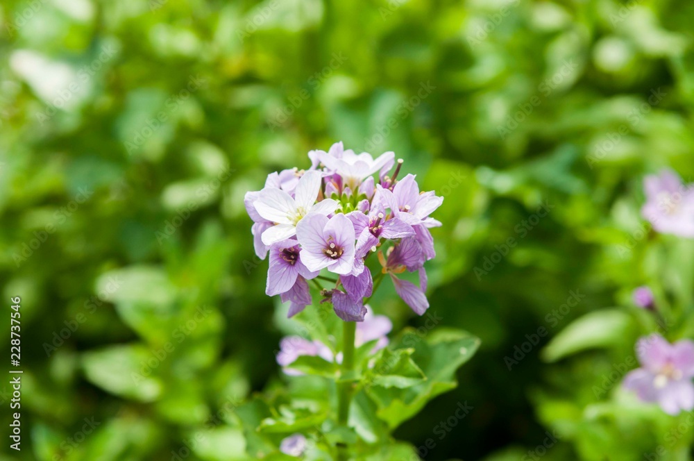 purple flowers in the mountains. spring background. Flower close-up. purple flowers in the mountains. spring background. Flower close-up.