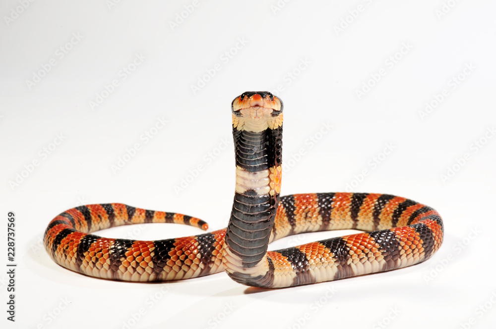 Obraz premium Schildnasenkobra (Aspidelaps lubricus) - Cape coral snake