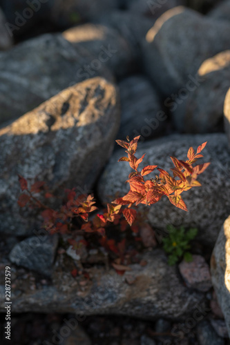 Struglling through the rough ground