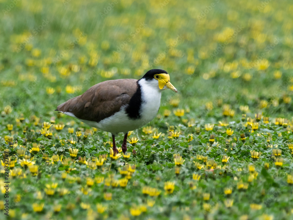 Masked Lapwing (Vanellus miles) race Masked Lapwing (Vanellus miles) race