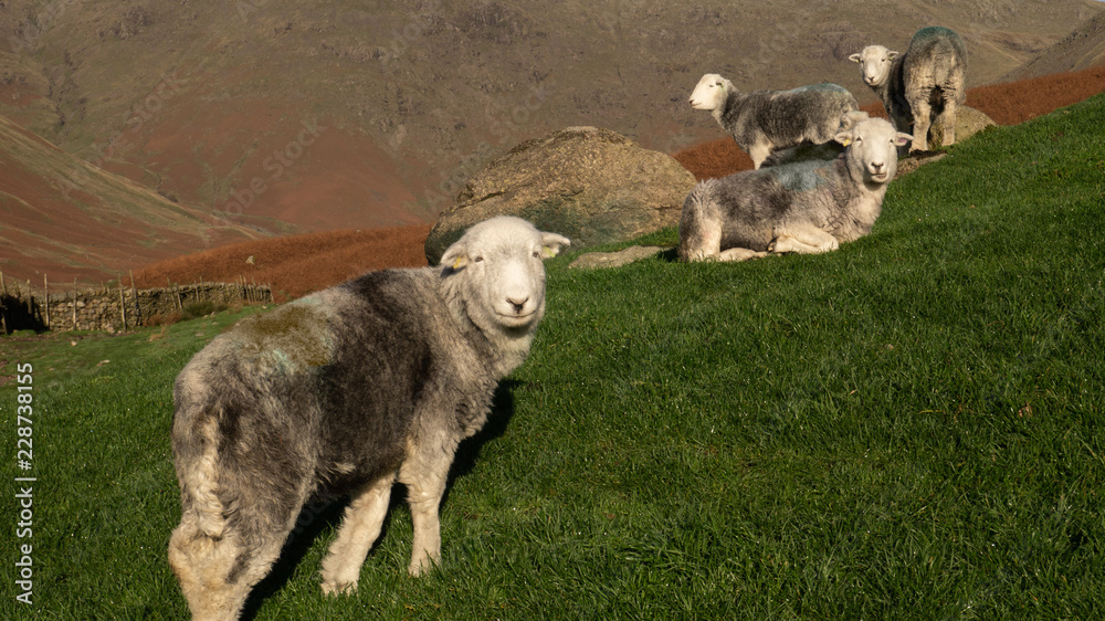 Obraz premium Herdwick Mountain Sheep