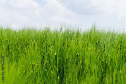 Grünes Weizenfeld vor Himmel