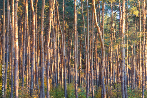Fototapeta Naklejka Na Ścianę i Meble -  Tall pine trees in the forest at sunset time