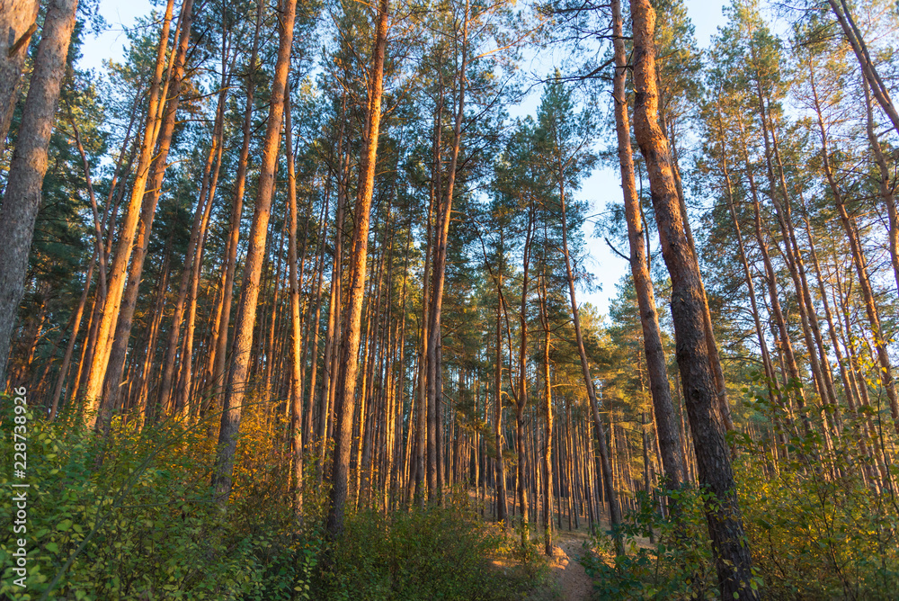 Tall pine trees in the forest at sunset time Tall pine trees in the forest at sunset time