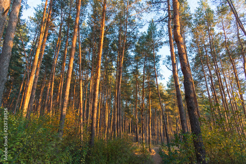 Tall pine trees in the forest at sunset time