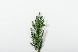 Boxwood branch on white wooden table