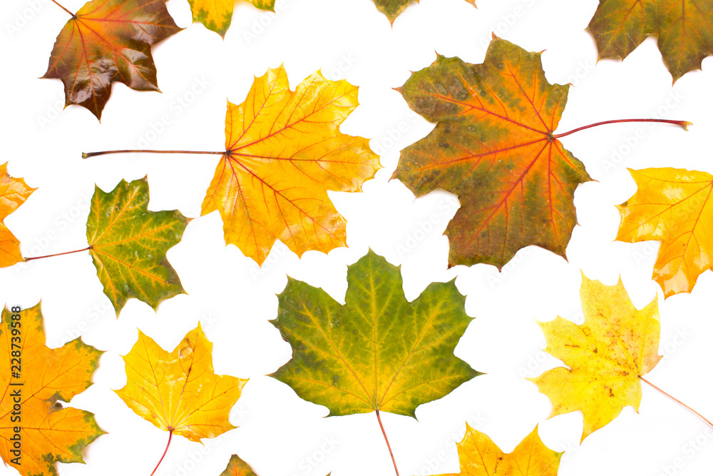 Set of isolated autumn leaves, Collection of autumn leaves on white background, Autumn background Set of isolated autumn leaves, Collection of autumn leaves on white background, Autumn background