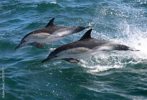 Pair of Common Dolphins jumping out of the water