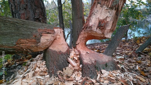 Trees biten by beaver