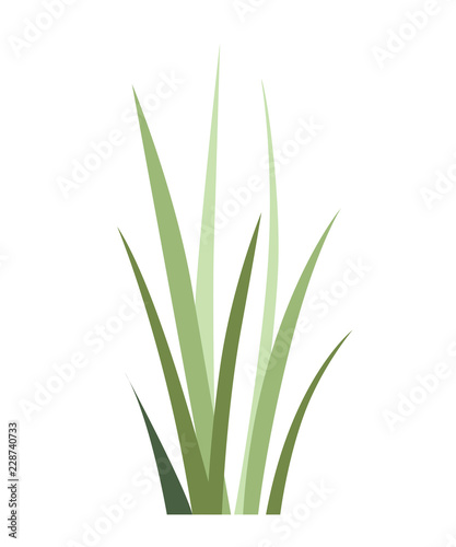 Green wild grass. Field plant. Summer grass icon. Flat vector illustration isolated on white background