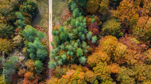 vue aérienne au dessus d'une forêt aux couleurs d'automne avec un chemin