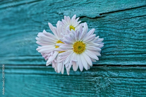 white chamomile flower buds on a green wooden wall