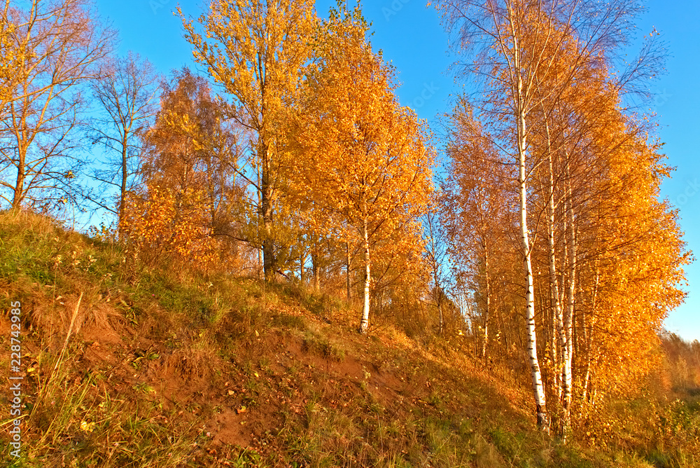 Trees of gold color grow on a rock in the fall. Kostroma, Russia.