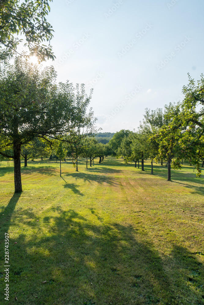 Obraz premium Wiese mit Obstbäumen