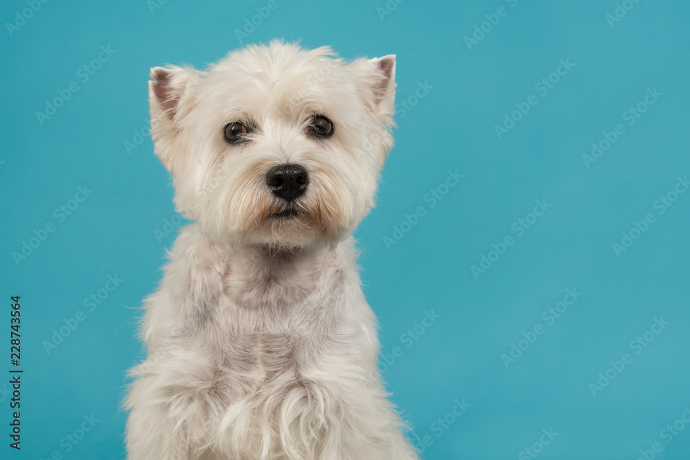 Portrait of a West highland white terrier or westie dog looking at the camera on a blue background Portrait of a West highland white terrier or westie dog looking at the camera on a blue background