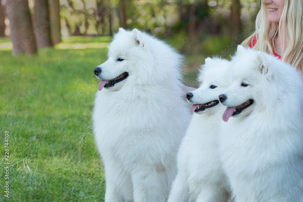 Waist up portrait of a three white Samoyed  sitting on a green lawn with woman looking aside, outdoors