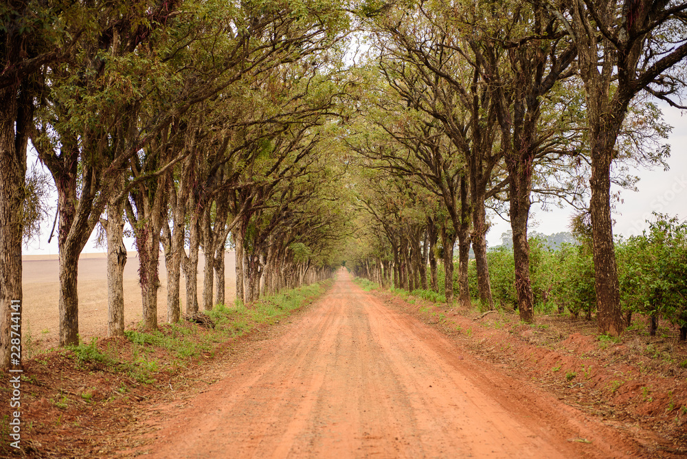 Obraz premium Flowering trees in the middle of the road