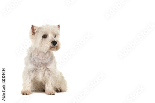 West highland white terrier or westie dog sitting looking to the right isolated on a white background