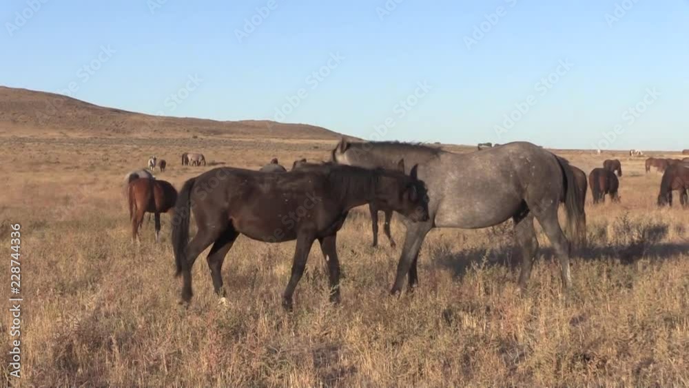 Wild Horse Stallions Sparring in the Utah Desert Wild Horse Stallions Sparring in the Utah Desert