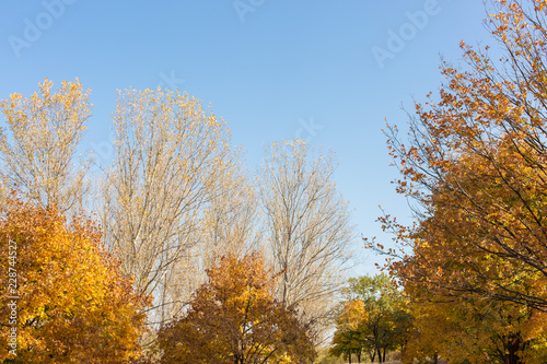 Red and Orange Autumn Leaves Background 