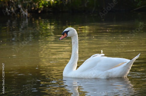 white swan (Cygnini) in water during autumn, graceful bird with white feathers in water near to the shore