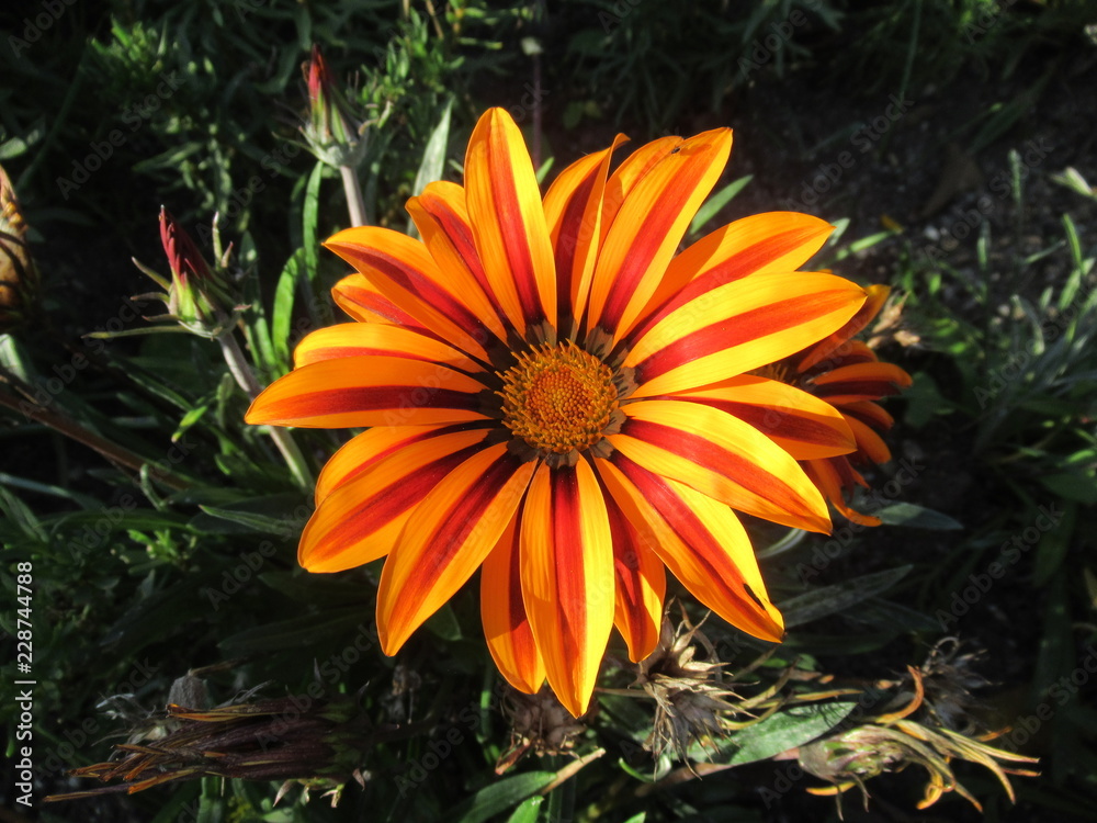 wundervolle gelb rote Blume, Blüte wundervolle gelb rote Blume, Blüte