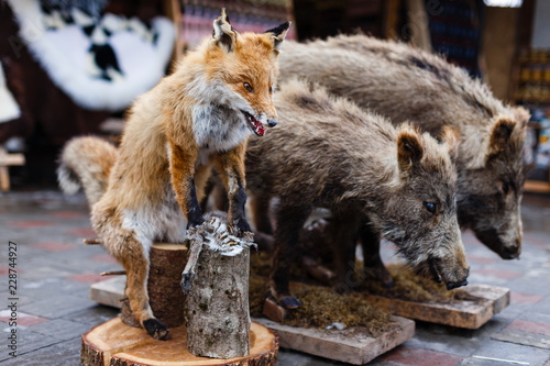 Stuffed fox and wild boars  taxidermy