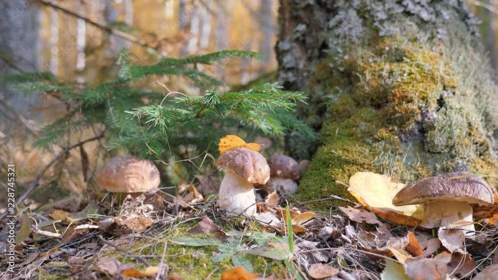 White fungus in the forest. Fabulous mushroom glade in the autumn season. Yellow leaf falls on korichnivuyu mushroom cap. camera in motion. White fungus in the forest. Fabulous mushroom glade in the autumn season. Yellow leaf falls on korichnivuyu mushroom cap. camera in motion.