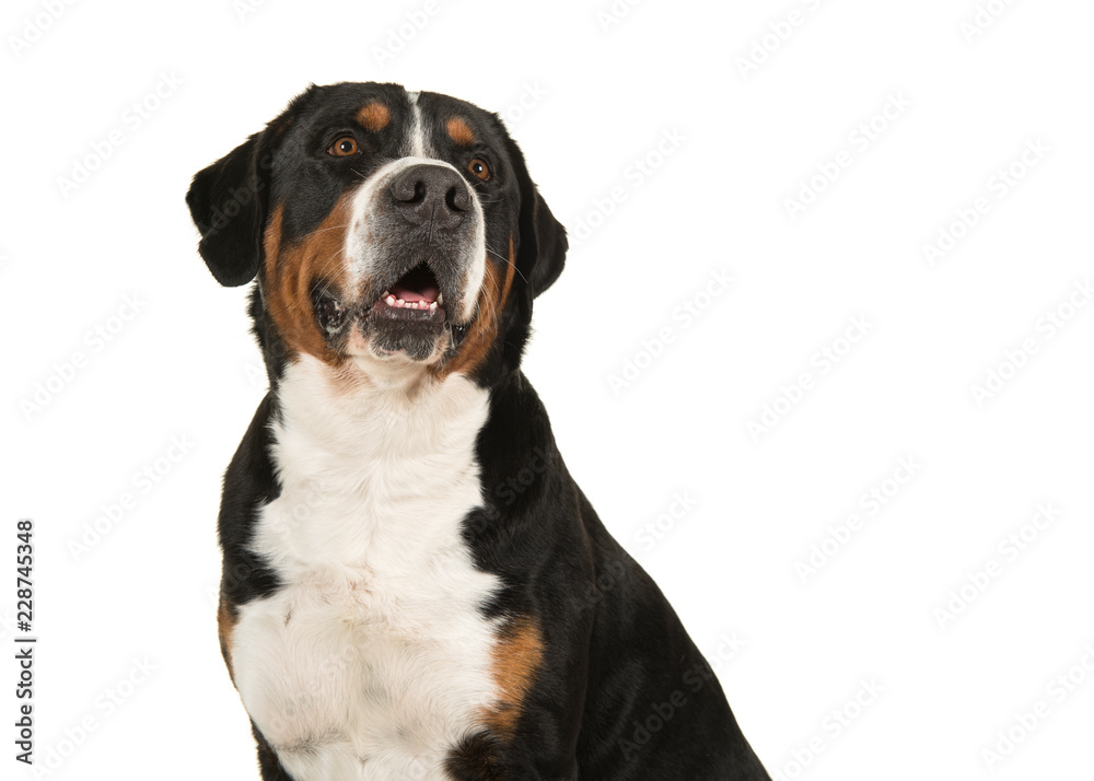 Portrait of a great swiss mountain dog on a white background looking up in a horizontal image Portrait of a great swiss mountain dog on a white background looking up in a horizontal image