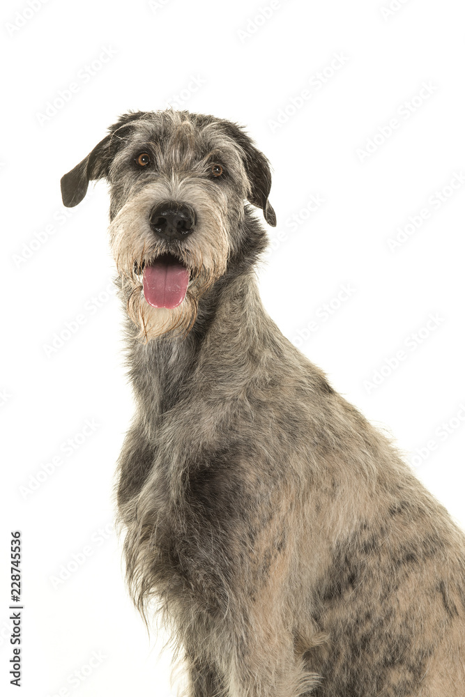 Portrait of a pretty irish wolfhound sitting on a white background
