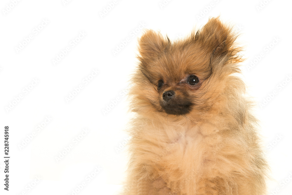Portrait of a pomeranian puppy dog isolated on a white background looking to the left, looking away