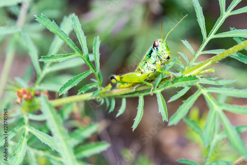 saltamontes photo