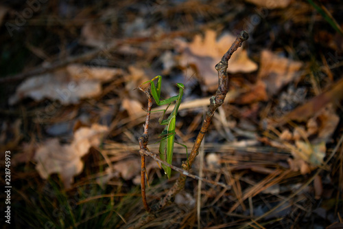Grig in forest photo