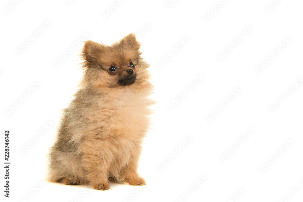 Pomeranian puppy dog sitting isolated on a white background seen from the side looking up Pomeranian puppy dog sitting isolated on a white background seen from the side looking up