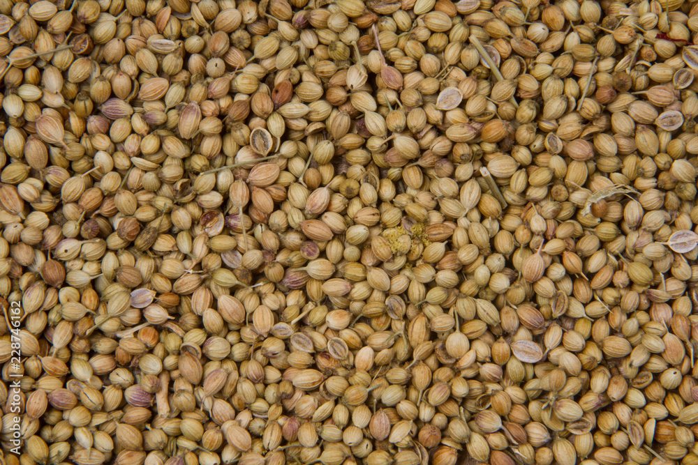 Coriander seeds, fresh coriander and powdered coriander Coriander seeds, fresh coriander and powdered coriander