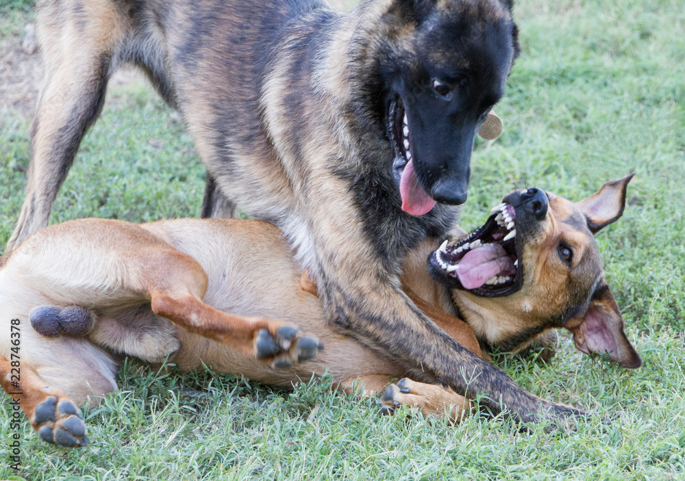 Dogs wrestling and playing rough, funny faces Dogs wrestling and playing rough, funny faces