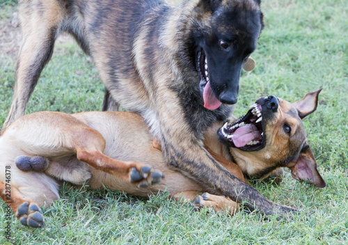 Dogs wrestling and playing rough, funny faces