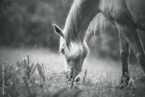 Cheval en noir et blanc © Marc Andreu