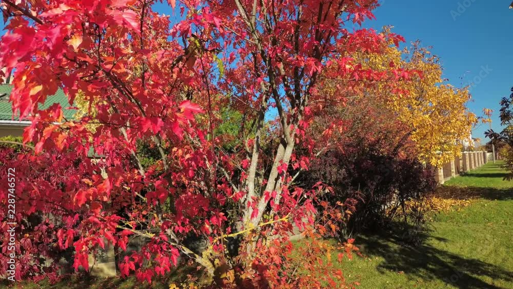 
Red leaves of the Canadian maple in the fall.