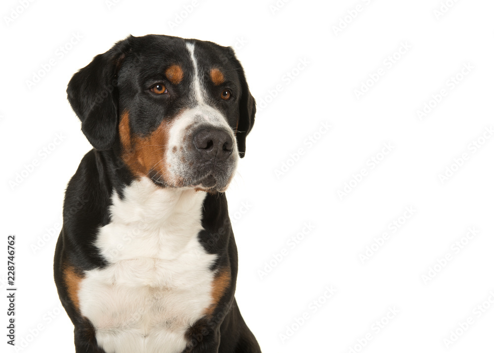 Portrait of a great swiss mountain dog on a white background glancing away