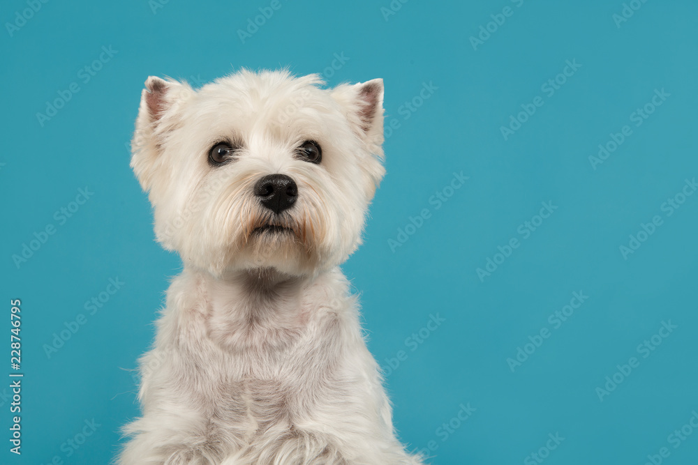 Portrait of a West highland white terrier or westie dog looking up on a blue background seen from the front Portrait of a West highland white terrier or westie dog looking up on a blue background seen from the front