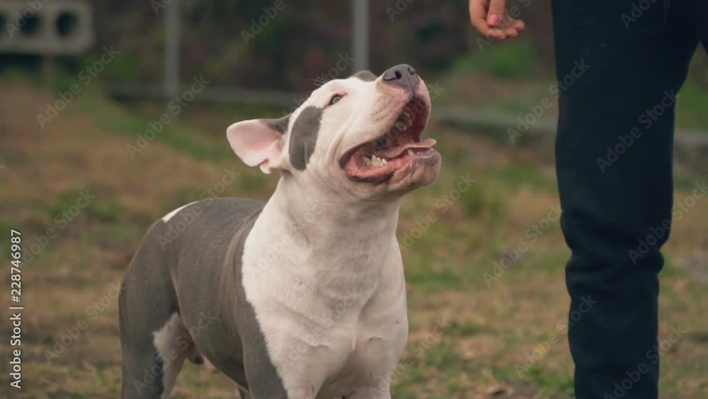 puppy stafford plays on the court puppy stafford plays on the court