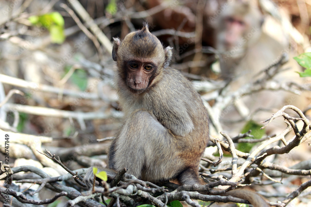 Macaques are genus of primates from the family of monkeys. Young macaque sitting in branches of trees. Macaques are genus of primates from the family of monkeys. Young macaque sitting in branches of trees.